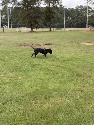 Julien Marx Dog Park at Medal of Honor Park photo 1